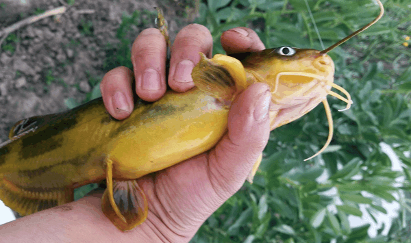 乡下河里这鱼咬人扎手让人怕, 炖汤喝是大补