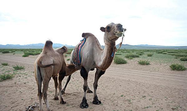 用鞭子抽 棍棒打她都不走, 装了一袋沙子放她背上, 她大步向前