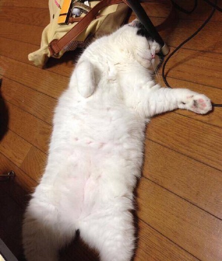 一只超懒的猫,懒到架不起.最喜欢的事情就是,睡成一摊,世界与我无关.