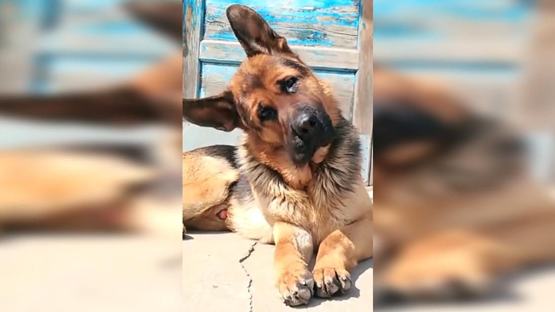 德牧犬歪头的样子实在太萌了,太喜欢它了