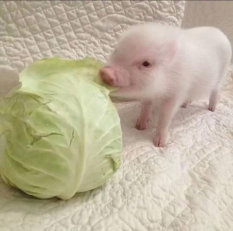 被"猪拱过"的四位女星,刘涛最不值,最后一位最埋汰