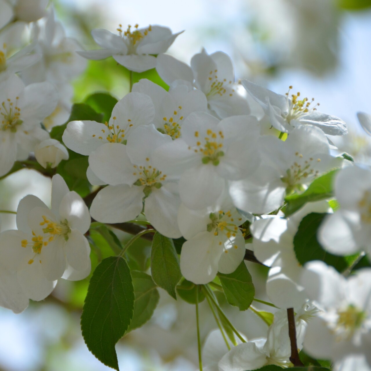 有一种花叫白海棠,有一种美叫白海棠,拍于西拉木伦公园