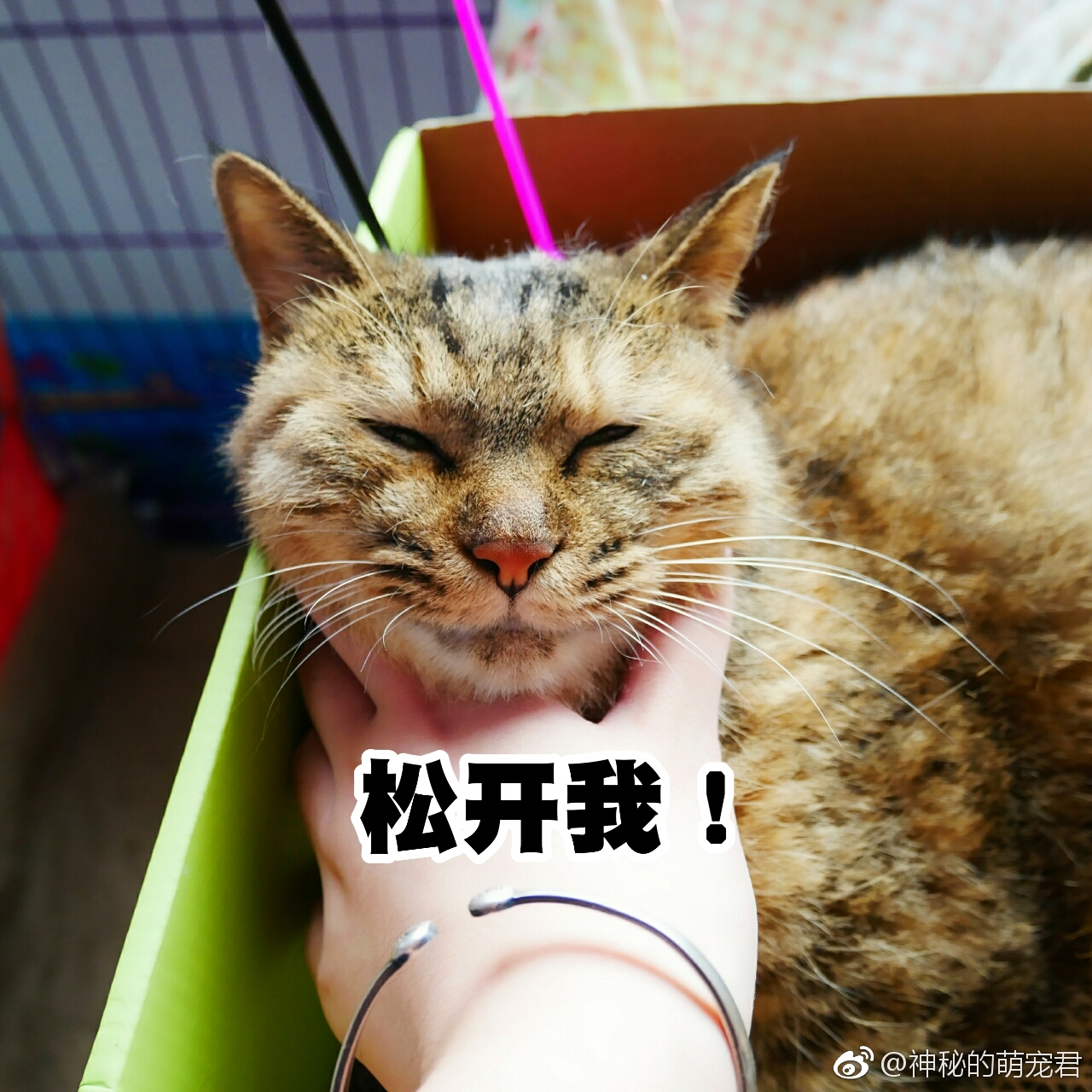 来人啊,铲屎的造反了!不仅锁我喉,还掐我脖_新浪看点