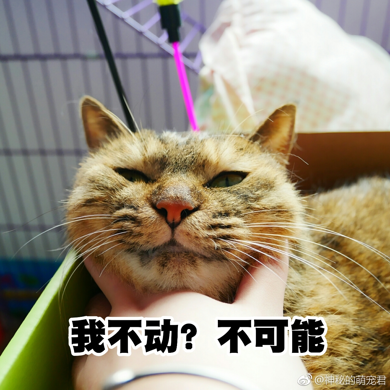 来人啊,铲屎的造反了!不仅锁我喉,还掐我脖_新浪看点