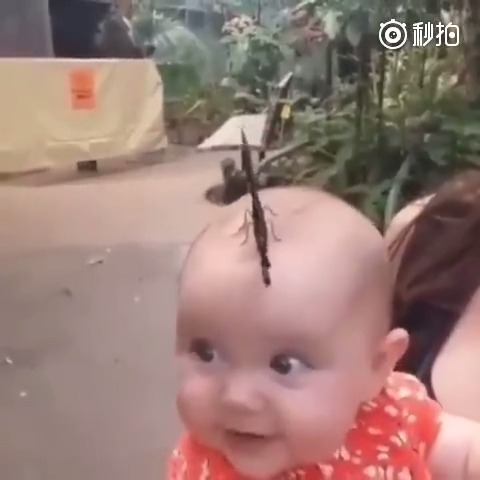 一只花蝴蝶落在宝宝的头上 翅膀微微扇动 简直太可爱了 搞笑视频搞笑幽默