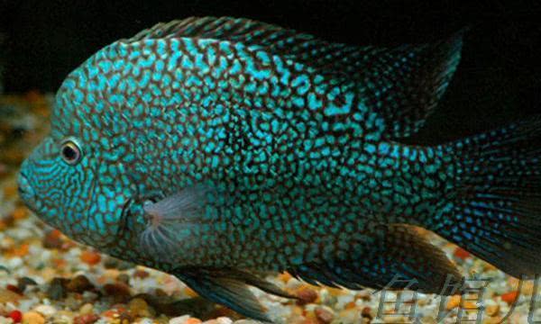 你知道吗自然界除了狮子老虎豹子还有狮子鱼老虎鱼豹鱼