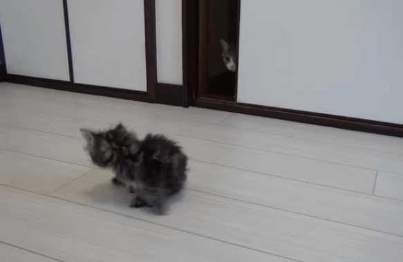 猫咪们看到新来的小奶猫就跑唯有橘猫站出来示威好凶啊