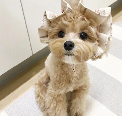 养一只像马尔济斯犬这样的“魔天使”|马尔济斯犬|狗狗|宠物_新浪新闻
