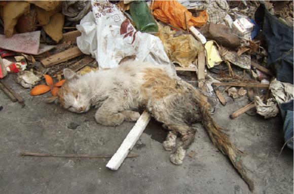 讲述流浪猫的一生,看到一半我就泪奔了