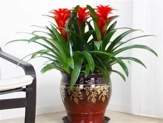 其实养殖凤梨花很简单,只需要准备好适合它生长的土壤,平时浇水,施肥