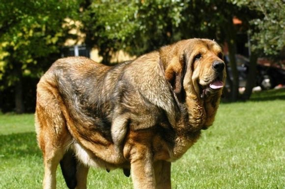 西班牙獒,真正的欧洲最凶悍烈性犬