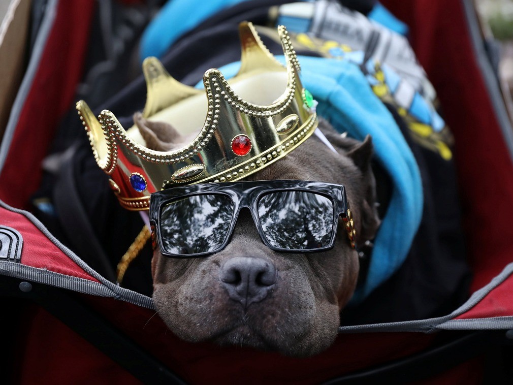 美国举行万圣节狗狗变装大游行 萌犬变装趣味搞怪