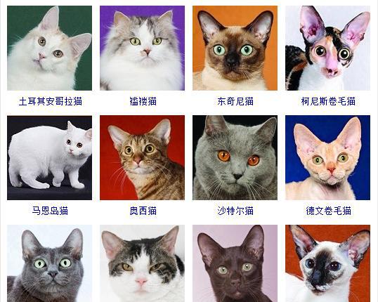 42个品种的猫小思麻麻跟大家分享加强孩子对猫的认识及兴趣为了粑粑