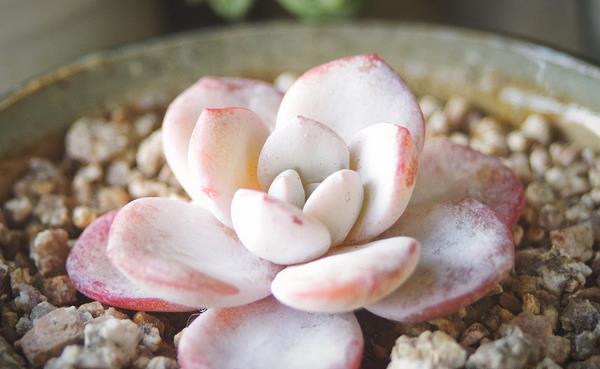 盆栽多肉植物雪莲学会此3点将它养得又大又胖了