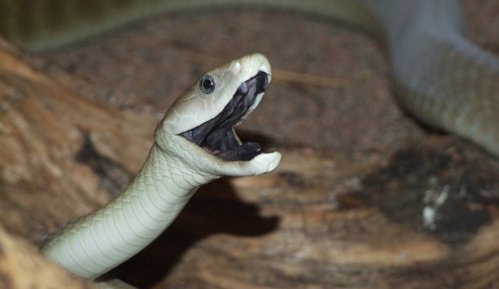 世界上毒液最毒的蛇一克毒液能毒死十万人