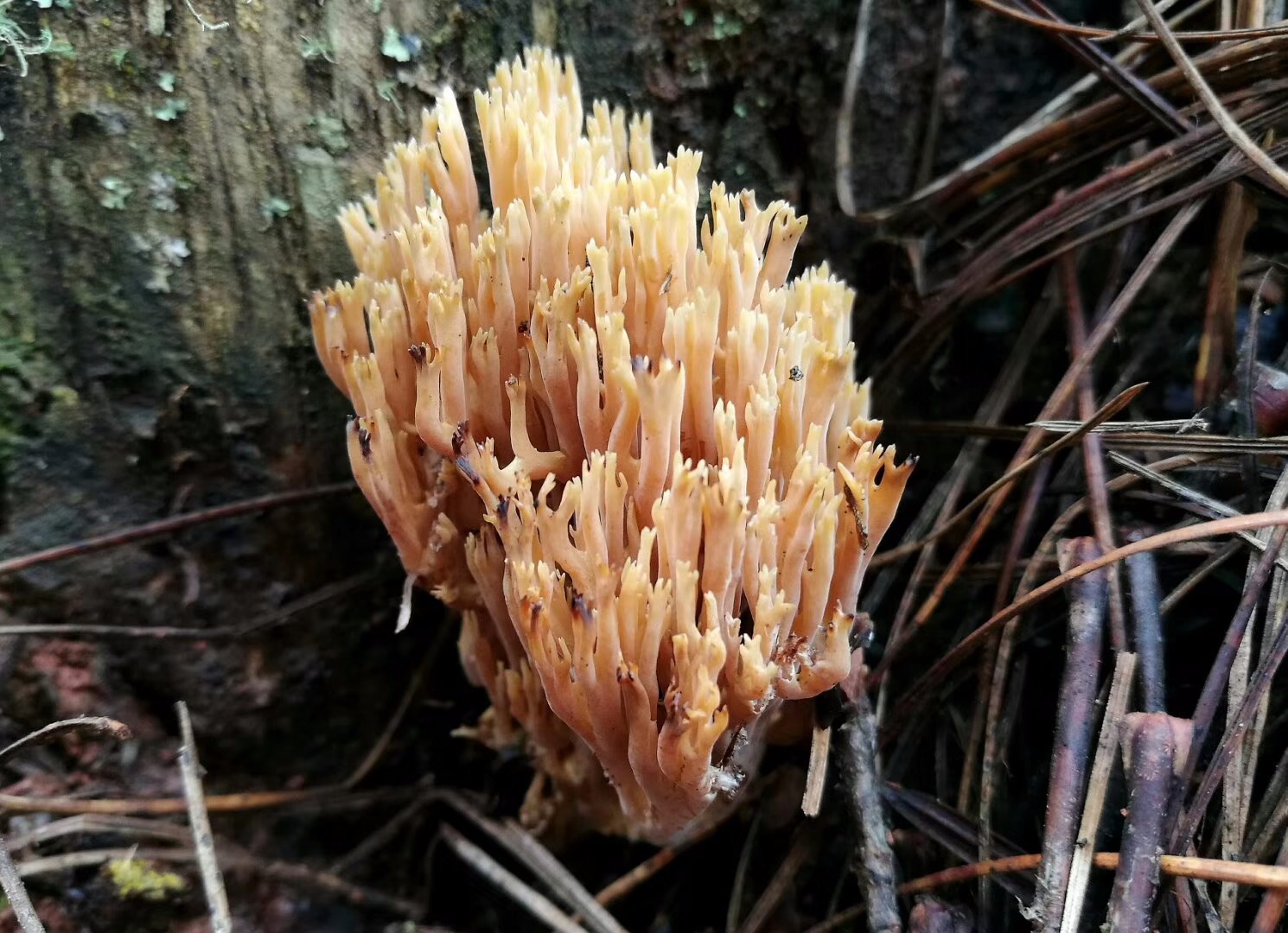 云南楚雄多彩的珊瑚菌类蘑菇陈作红教授今天拍摄的