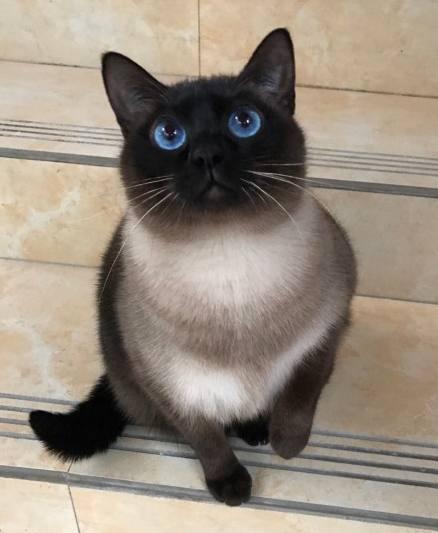 家里有暹罗猫的宠主,你家主子的毛色变黑了吗?