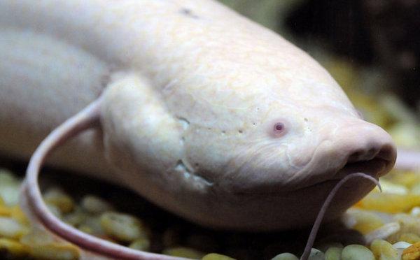 白化鲶鱼白化臭鼬妈妈和它的白化宝宝白化小海豹白化龟白化猫头鹰白化