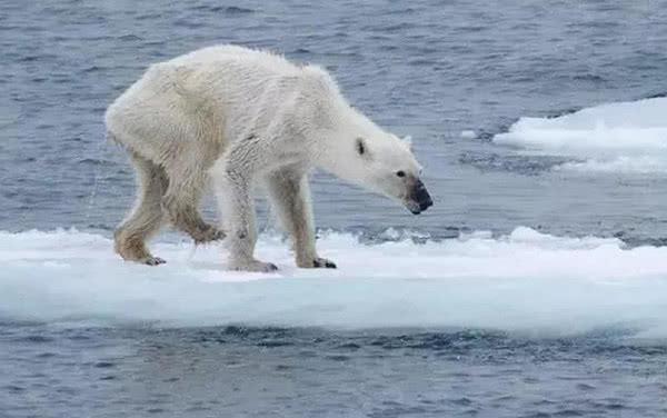 夏季冰层融化为了生存北极熊向同类伸出利齿众人一看沉默
