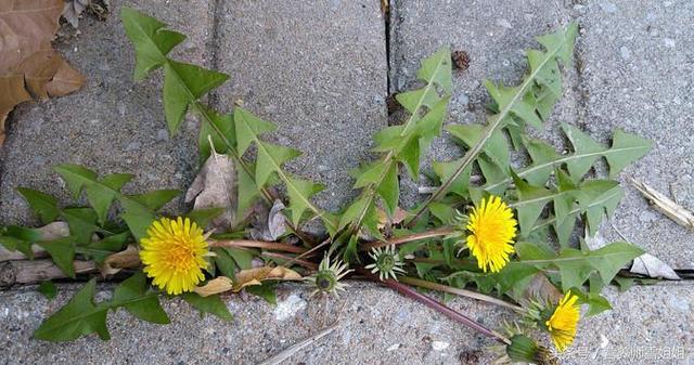 蒲公英,全株可药用,叶子,根茎和花朵,哪个营养价值最高?