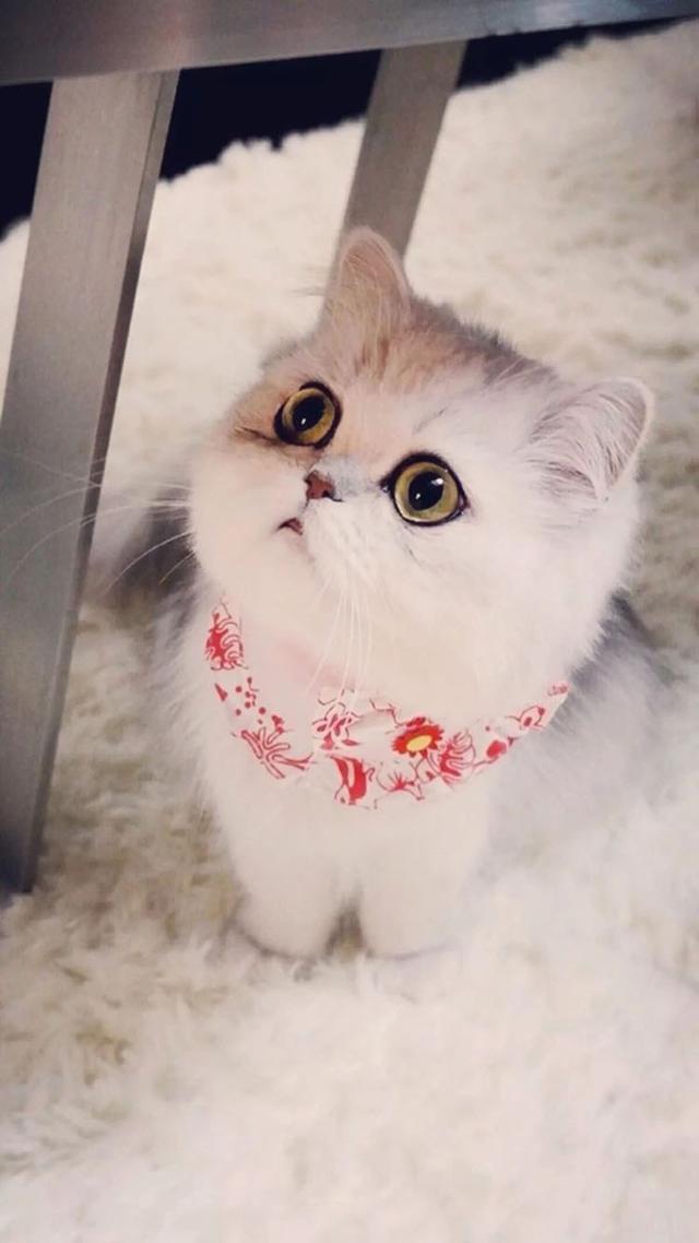 萌宠壁纸合集