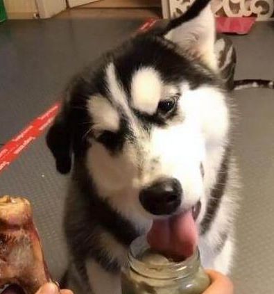 这是一只很独特的二哈,面对美食的诱惑,它的选择总是与众不同!