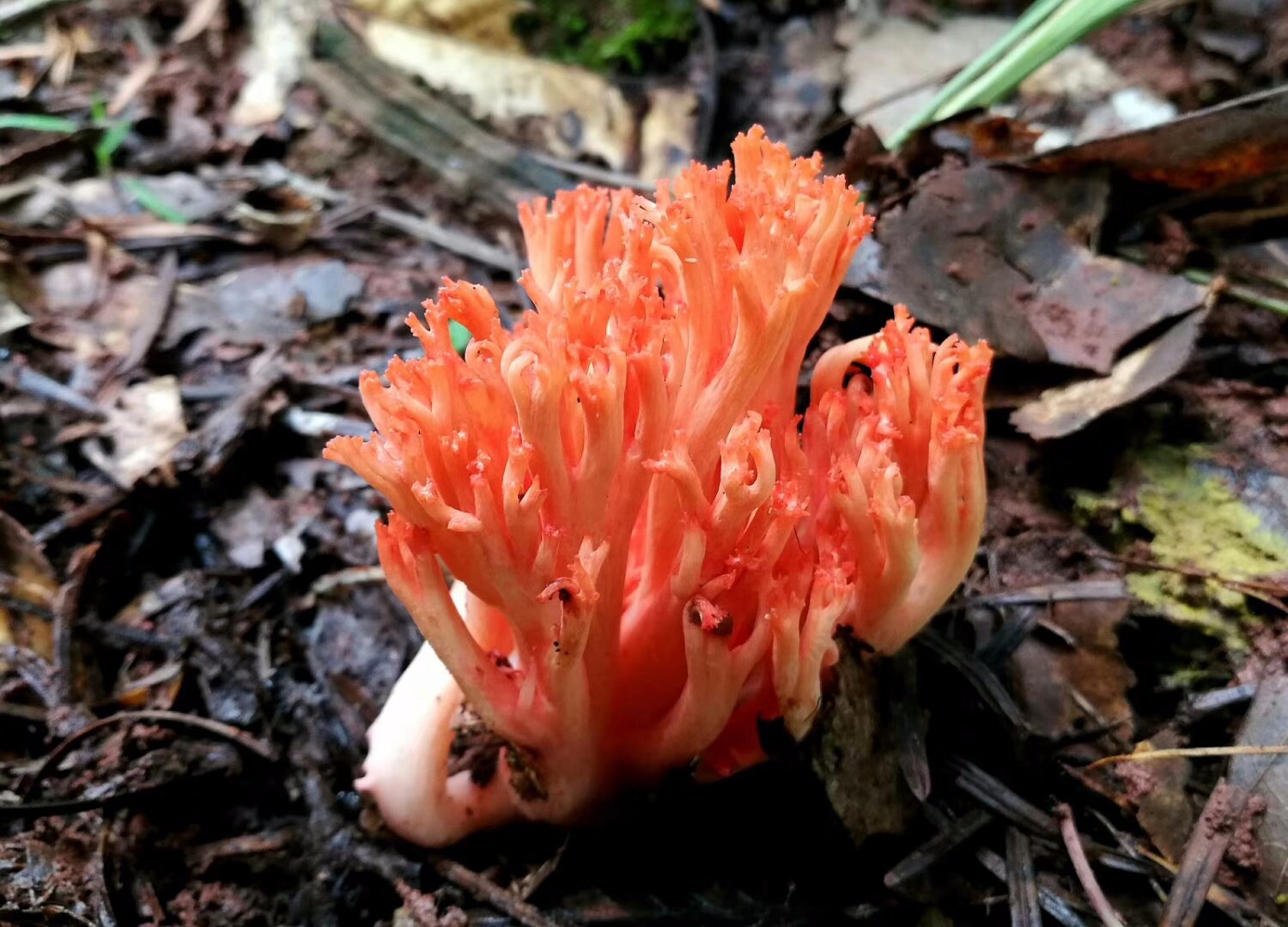 云南楚雄多彩的珊瑚菌类蘑菇(陈作红教授今天拍摄的)