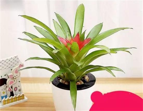 凤梨花的繁殖方法图(凤梨花怎么养才能开花)