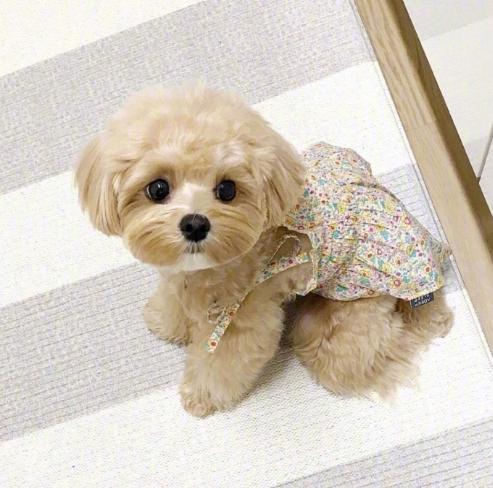 养一只像马尔济斯犬这样的“魔天使”|马尔济斯犬|狗狗|宠物_新浪新闻