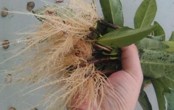 生根快又壮,白花花的根蹭蹭长