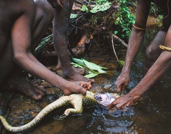 原始部落食人族,吃虫子和动物为生