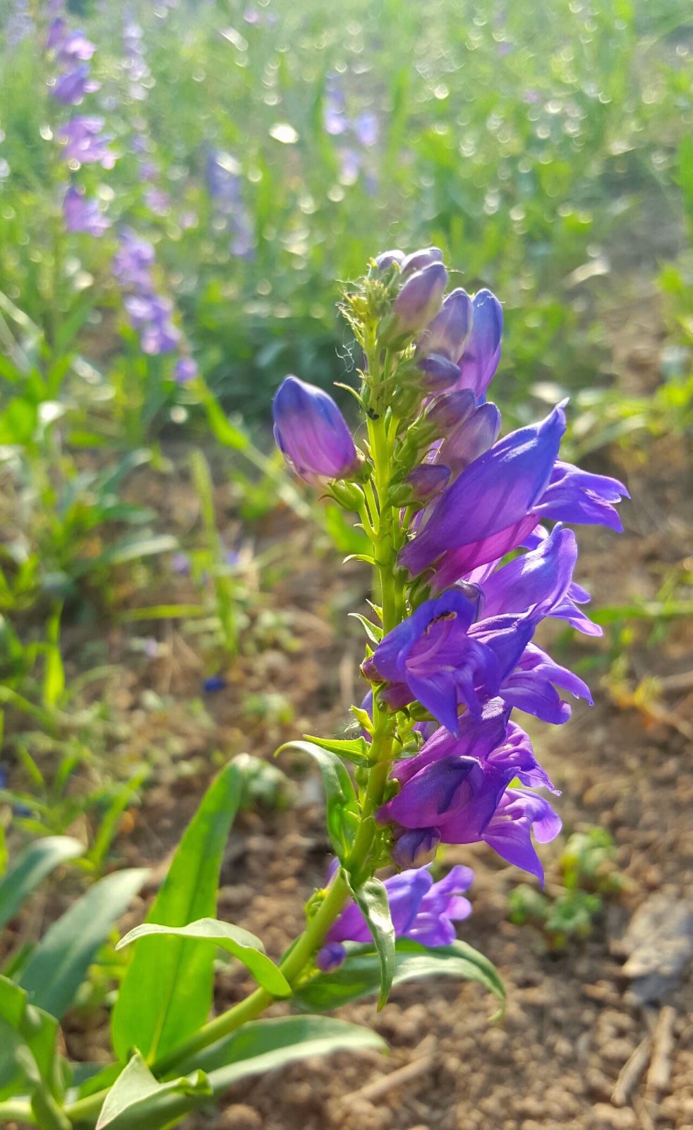 黄芩为唇形科黄芩属多年生草本植物.