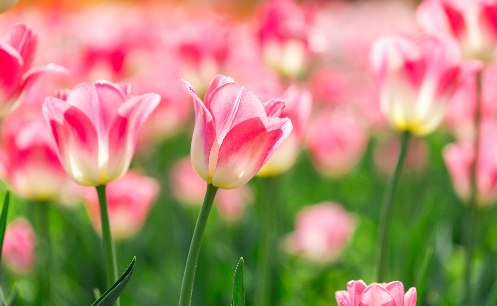 郁金香花海遇见童年