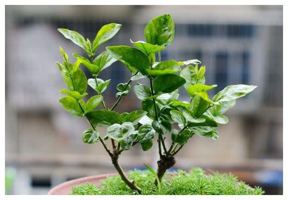 茉莉太长叶子不开花,一招搞定,花骨花争险,白甜惹人爱!