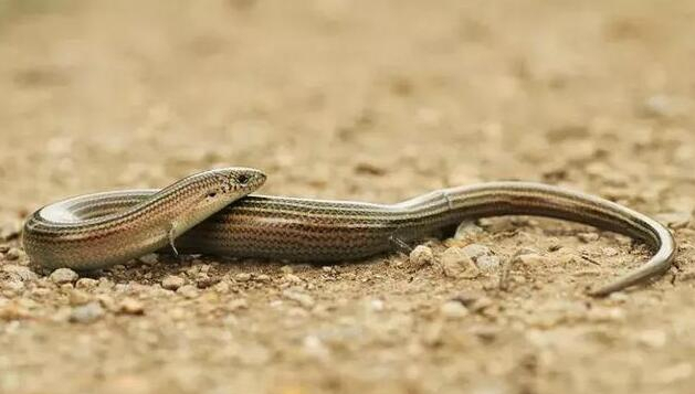 画蛇添足这种蜥蜴竟然慢慢退化四肢难道要变蛇