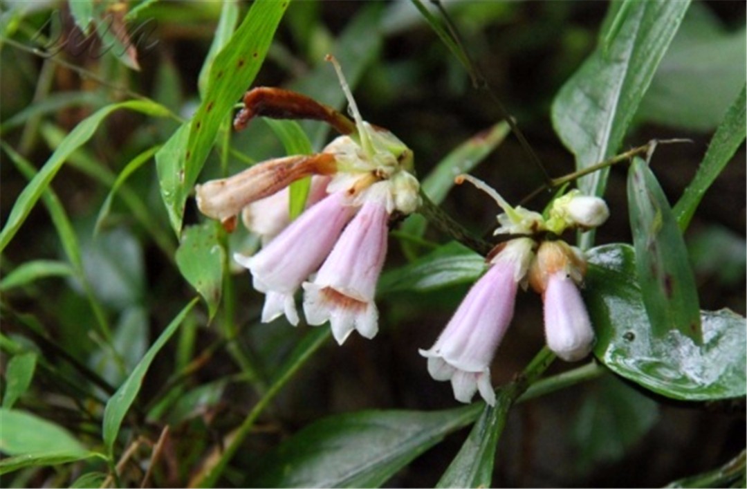 农村大山的野草,老一辈称"降龙草",生长在蛇出没的地方