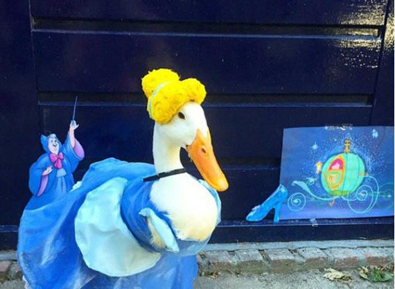 这只鸭快要被主人玩坏了 扮美人鱼灰姑娘萌到没朋友