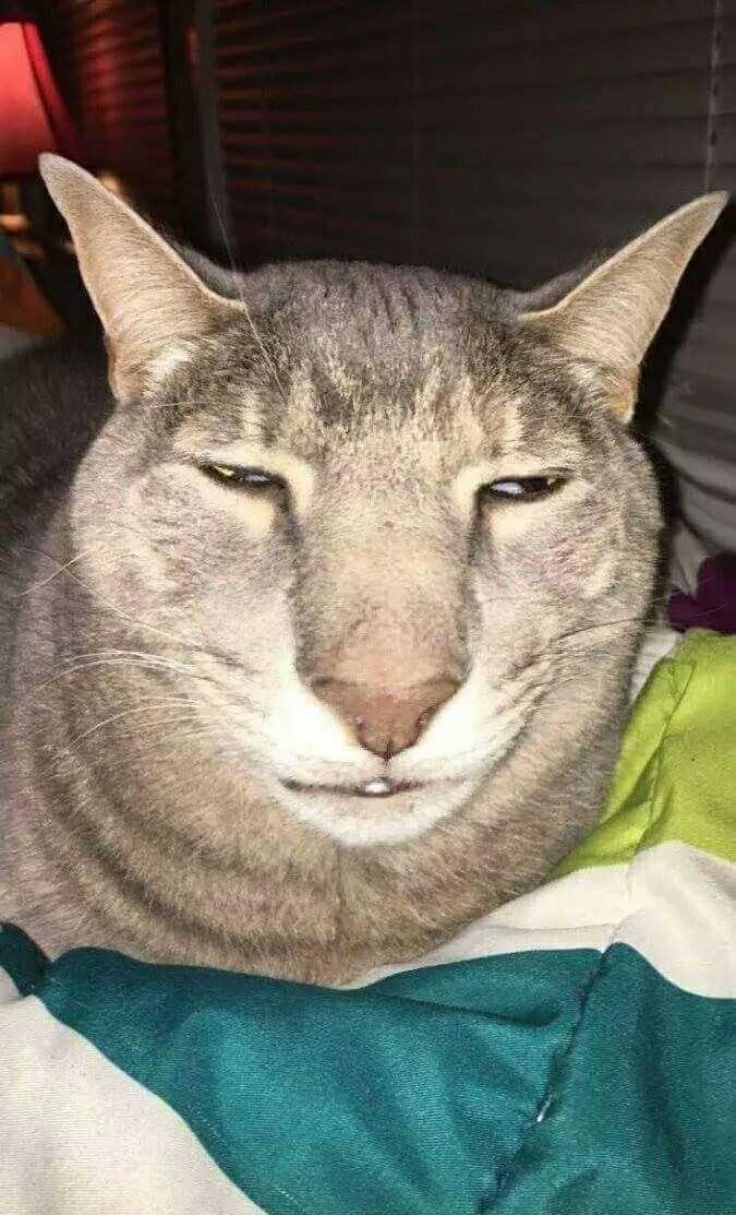 或许他们不这么好看但每一个永远都是特别的存在——送给每个猫奴综合