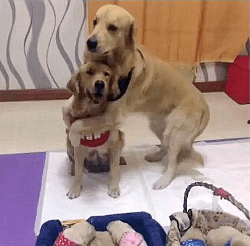 主人开玩笑说要卖狗, 金毛一把抱住自己老婆: 这个不能卖!