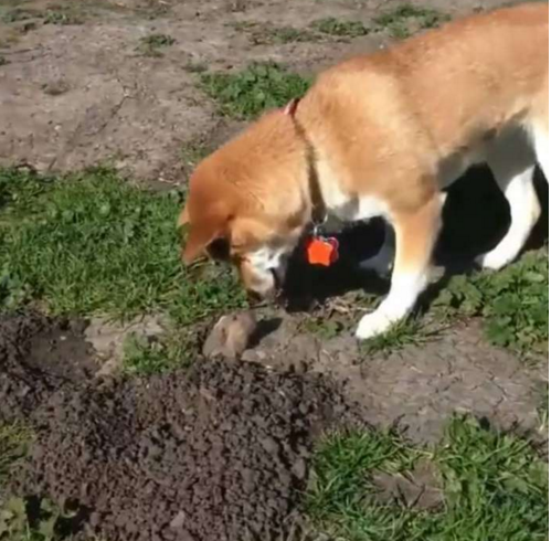 柴犬在公园偶遇一只地鼠第一次见面双方的表情简直太好笑了