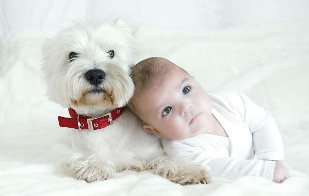 2018年狗宝宝农历几月出生最好,2018年狗宝宝