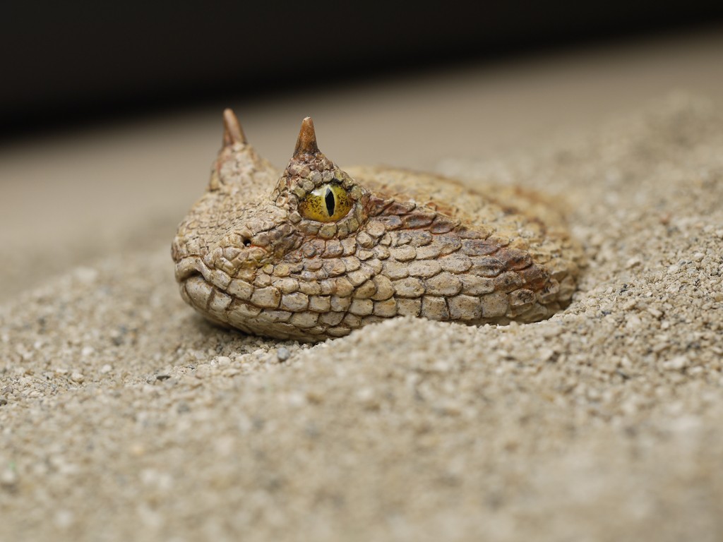 蛇是一种让人恐惧的生物,"一朝被蛇咬,十年怕井绳.