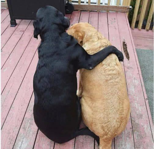 狗狗被主人抛弃,同伴将它紧紧搂在怀里:别怕,有我在!