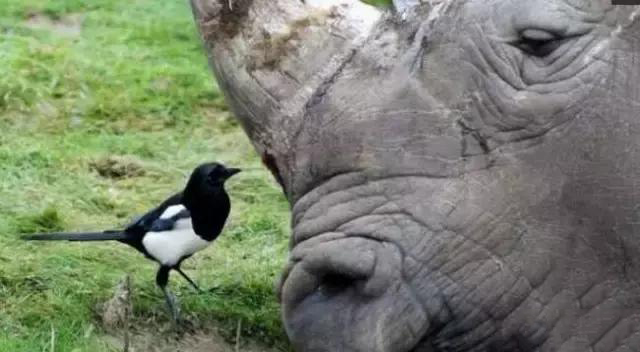 当非洲犀牛在休息时候,犀牛鸟就会落到犀牛身上,犀牛对这种鸟的到来是