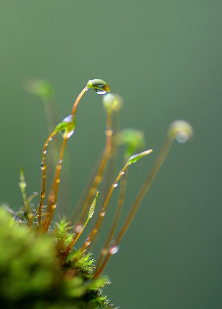 苔花如米粒,也学牡丹开|苔花|牡丹|白日_新浪网