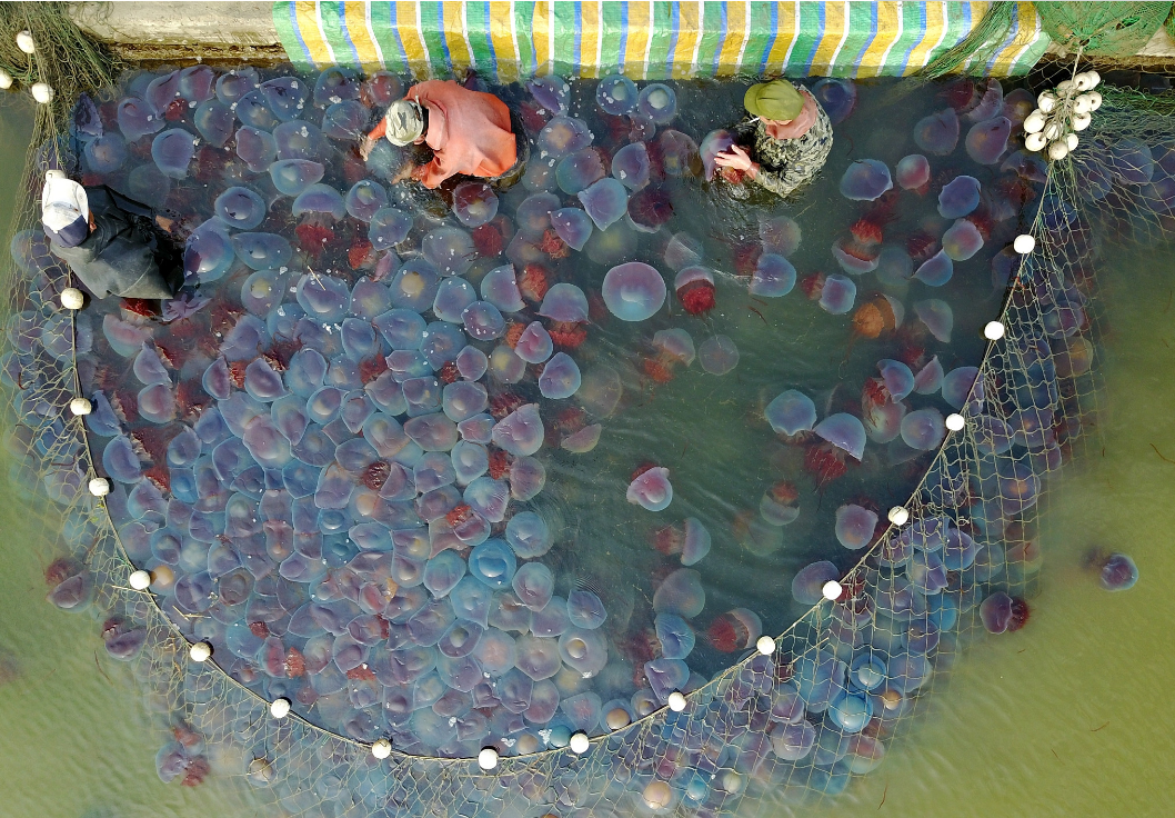 丹东大量海蜇抢滩登陆 场面壮观|海蜇|养殖户|长山镇_新浪新闻