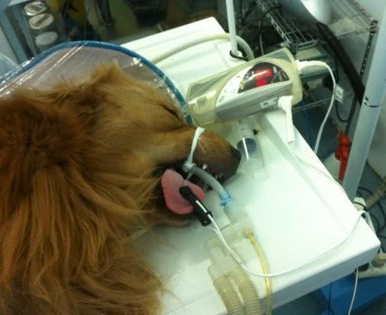 金毛被主人阉了后,性情大变,回家第一件事就是报复!