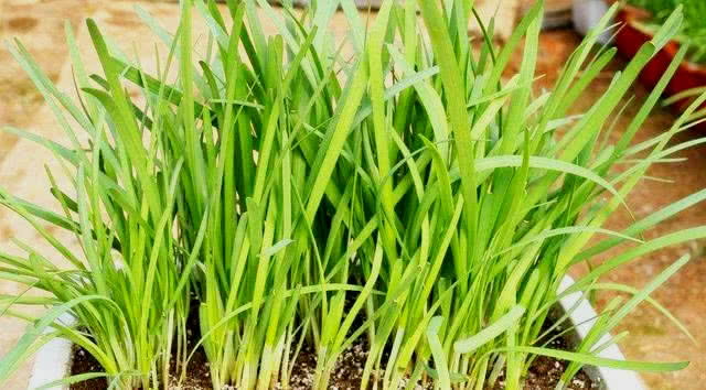 阳台种菜就选它,埋土里沾水就活,20天就上桌,连续吃一年