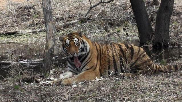 老虎吃鸡肉,捉鸡容易拔毛难, 堂堂森林之王竟被一只鸡难住了