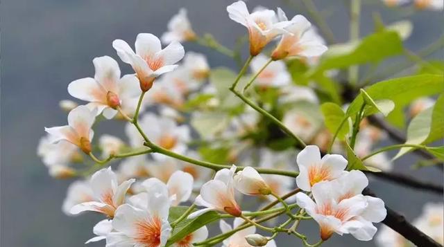 来春日的梁野山一睹芳华带上相机她是万春的使者梧桐花的花语是情窦初